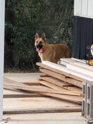Found/Stray Female Dog last seen Buck Lake Rd area, Tallahassee, FL 32317