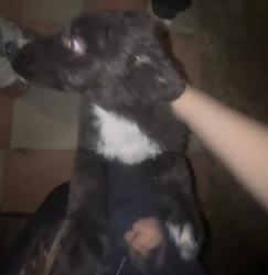 Found/Stray Unknown Dog last seen Near barksdale street adelato, Adelanto, CA 92301