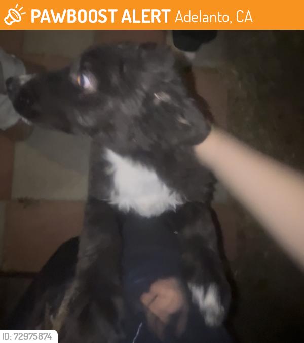 Found/Stray Unknown Dog last seen Near barksdale street adelato, Adelanto, CA 92301