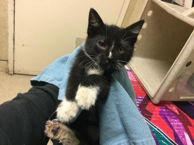Shelter Stray Male Cat last seen FELSPAR X LIMONITE, 6851 Van Buren Boulevard, Jurupa Valley, CA 92509, USA