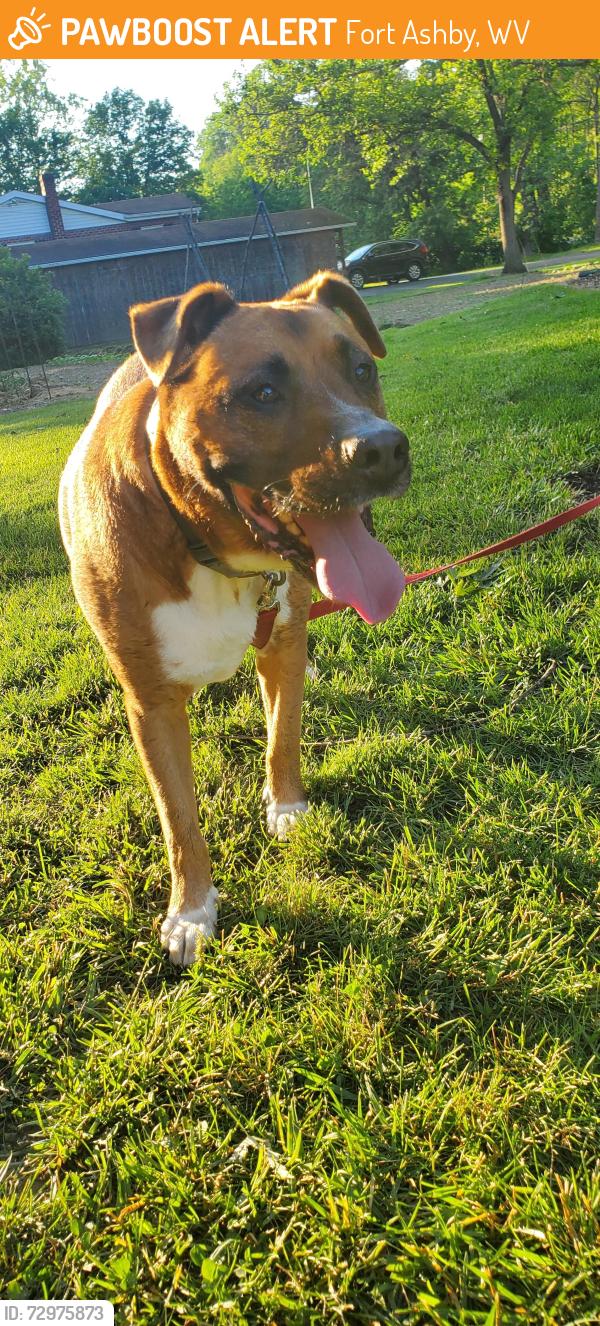 Found/Stray Male Dog last seen Near frankfort hwy, Fort Ashby, WV 26719