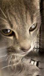 Shelter Stray Unknown Cat last seen Near BLOCK W BROWARD BLVD, PLANTATION FL 33388, Davie, FL 33312