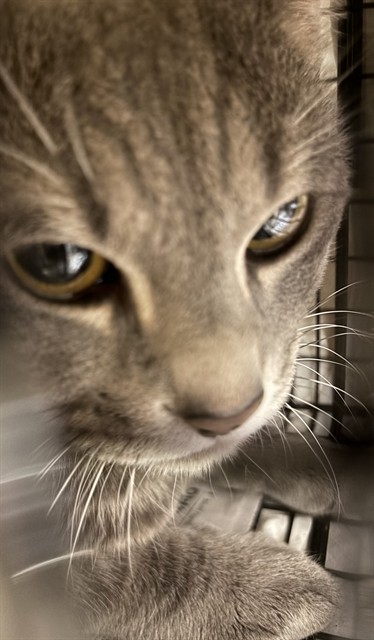 Shelter Stray Unknown Cat last seen Near BLOCK W BROWARD BLVD, PLANTATION FL 33388, Davie, FL 33312