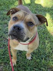 Shelter Stray Male Dog last seen Near BLOCK NW 77 AV, TAMARAC, FL 33321, Davie, FL 33312