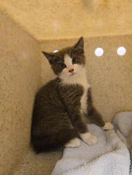 Shelter Stray Unknown Cat last seen Near BLOCK COVINGTON WAY SE, COVINGTON WA 98042, 21615 64th Ave S, Kent, WA 98032, USA