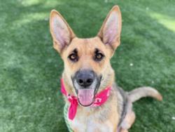 Shelter Stray Female Dog last seen , San Pedro, CA 90731