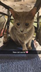 Lost Female Cat last seen SW 44th and Walker, Oklahoma City, OK 73109