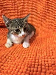 Shelter Stray Female Cat last seen , 4275 Elton St, Baldwin Park, CA 91706, USA