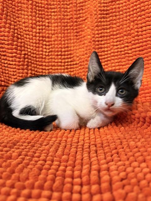 Shelter Stray Male Cat last seen , 4275 Elton St, Baldwin Park, CA 91706, USA