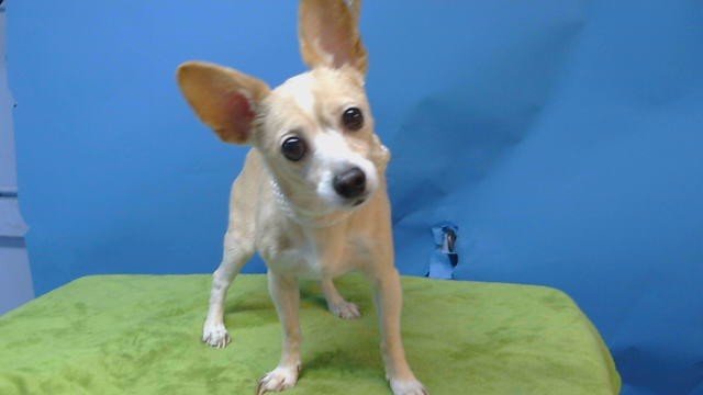 Shelter Stray Male Dog last seen , Gardena, CA 90248