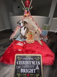 Lost Female Dog last seen Meadowland Dr, Fort Worth, TX 76123