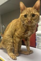 Shelter Stray Male Cat last seen Near , 2600 S Harding St, Indianapolis, IN 46221, USA