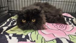 Shelter Stray Male Cat last seen , 14409 Vanowen St, Van Nuys, CA 91405, USA