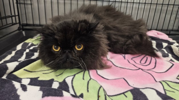 Shelter Stray Male Cat last seen , 14409 Vanowen St, Van Nuys, CA 91405, USA