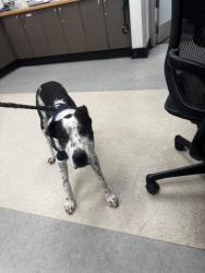 Shelter Stray Female Dog last seen , 14409 Vanowen St, Van Nuys, CA 91405, USA