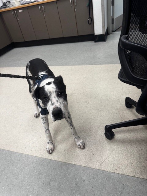 Shelter Stray Female Dog last seen , 14409 Vanowen St, Van Nuys, CA 91405, USA