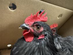 Shelter Stray Male Poultry last seen RIVERSIDE BLVD & RIO VIALE CT, 2127 Front St, Sacramento, CA 95818, USA