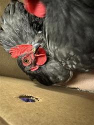 Shelter Stray Male Poultry last seen RIVERSIDE BLVD & RIO VIALE CT, 2127 Front St, Sacramento, CA 95818, USA