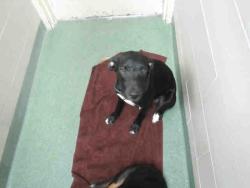 Shelter Stray Male Dog last seen Near BLOCK PASEO GALISTEO SANTA FE NM 87507, 100 Caja Del Rio Rd, Santa Fe, NM 87507, USA