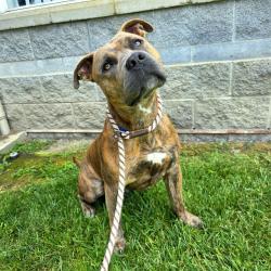 Shelter Stray Male Dog last seen Near BLCK ARGONNE AVE, LONG BEAHC, CA 90803, Long Beach, CA 90815