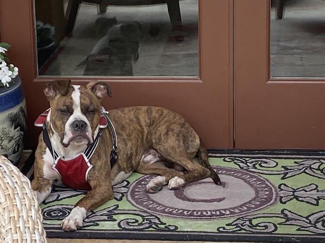 Shelter Stray Male Dog last seen Near BLK QUINCEY, LB CA 90803, Long Beach, CA 90815