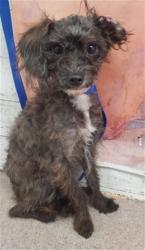 Shelter Stray Male Dog last seen N E ST & W HIGHLAND AVE, SAN BERNARDINO, CA, 92405, 333 Chandler Pl, San Bernardino, CA 92408, USA