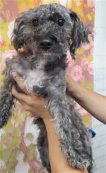 Shelter Stray Male Dog last seen N E ST & W HIGHLAND AVE, SAN BERNARDINO, CA, 92405, 333 Chandler Pl, San Bernardino, CA 92408, USA