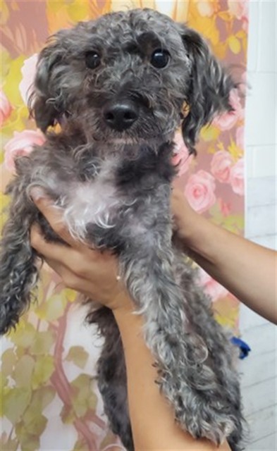 Shelter Stray Male Dog last seen N E ST & W HIGHLAND AVE, SAN BERNARDINO, CA, 92405, 333 Chandler Pl, San Bernardino, CA 92408, USA