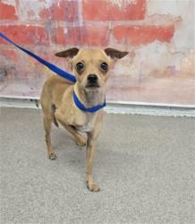 Shelter Stray Female Dog last seen , 333 Chandler Pl, San Bernardino, CA 92408, USA