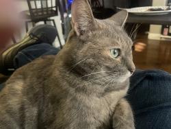Lost Female Cat last seen Summit Reneisance cndmnium Complex, Anaheim, CA 92808