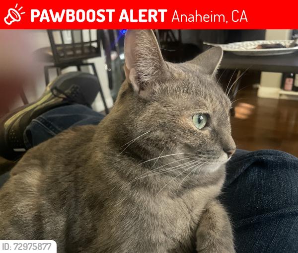 Lost Female Cat last seen Summit Reneisance cndmnium Complex, Anaheim, CA 92808