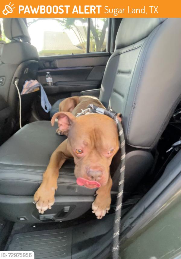 Found/Stray Male Dog last seen Cunningham creek and Harwood , Sugar Land, TX 77479