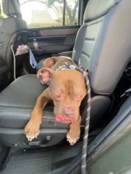 Found/Stray Male Dog last seen Cunningham creek and Harwood, Sugar Land, TX 77479