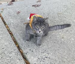 Lost Male Cat last seen Lawson, Waxhaw, NC 28173