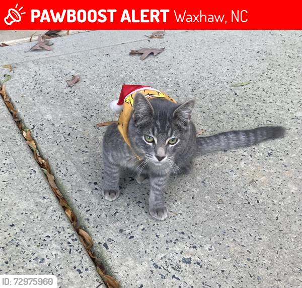 Lost Male Cat last seen Lawson, Waxhaw, NC 28173