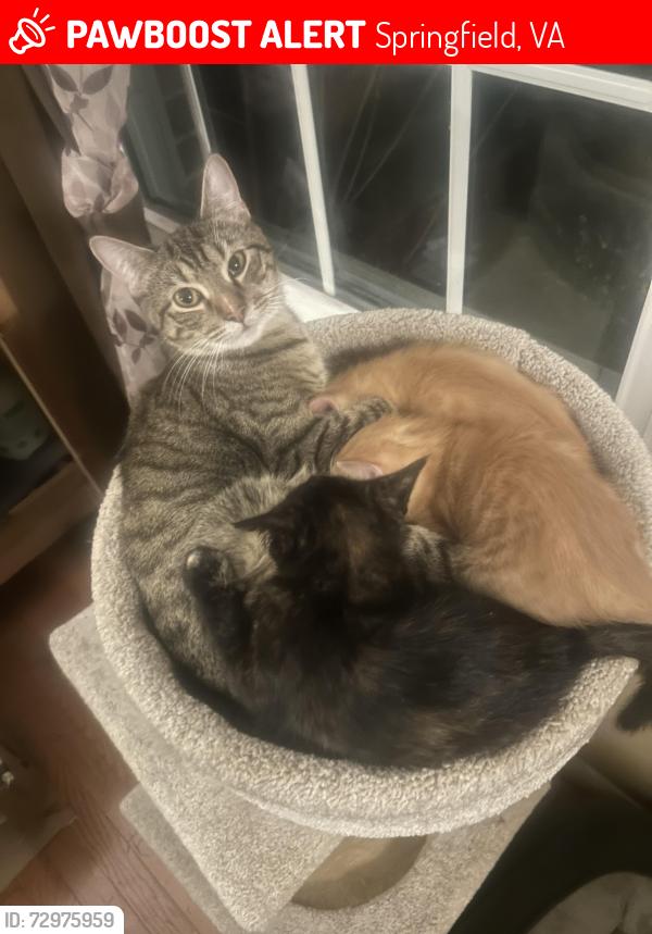 Lost Female Cat last seen Near hickory ridge court, Springfield, VA 22153