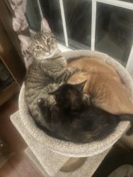 Lost Female Cat last seen Near hickory ridge court, Springfield, VA 22153