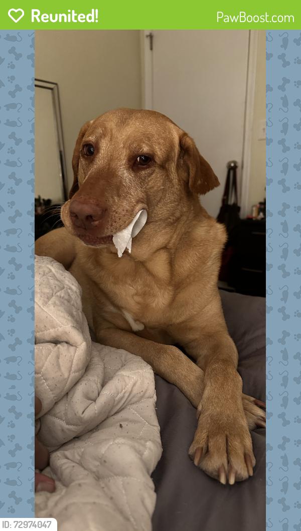 Reunited Male Dog last seen Near palomino circle, Sumter, SC 29154