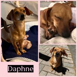 Reunited Female Dog last seen House garage 3316 new castle dr, Williamsburg, VA 23185