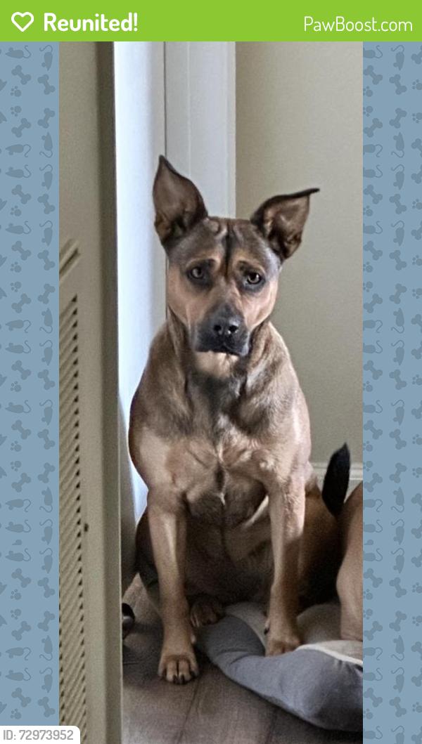 Reunited Female Dog last seen Near palomino Circle , Sumter, SC 29154