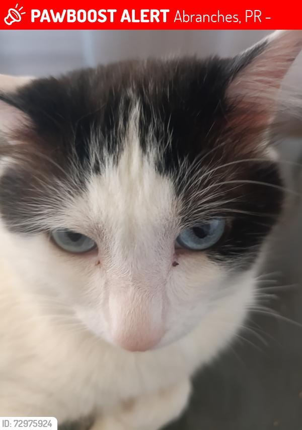Lost Male Cat last seen Clara kucheny e abranches, Abranches, PR 82130-390