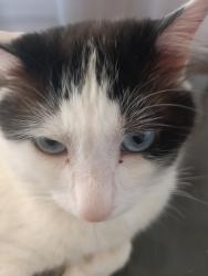 Lost Male Cat last seen Clara kucheny e abranches, Abranches, PR 82130-390