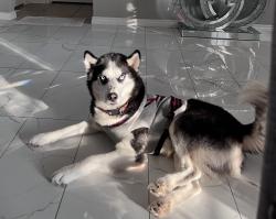 Reunited Male Dog last seen Canino rd, Grand Mission Estates, TX 77407
