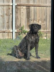 Reunited Female Dog last seen Sherman and Hercules, Denton, TX 76209