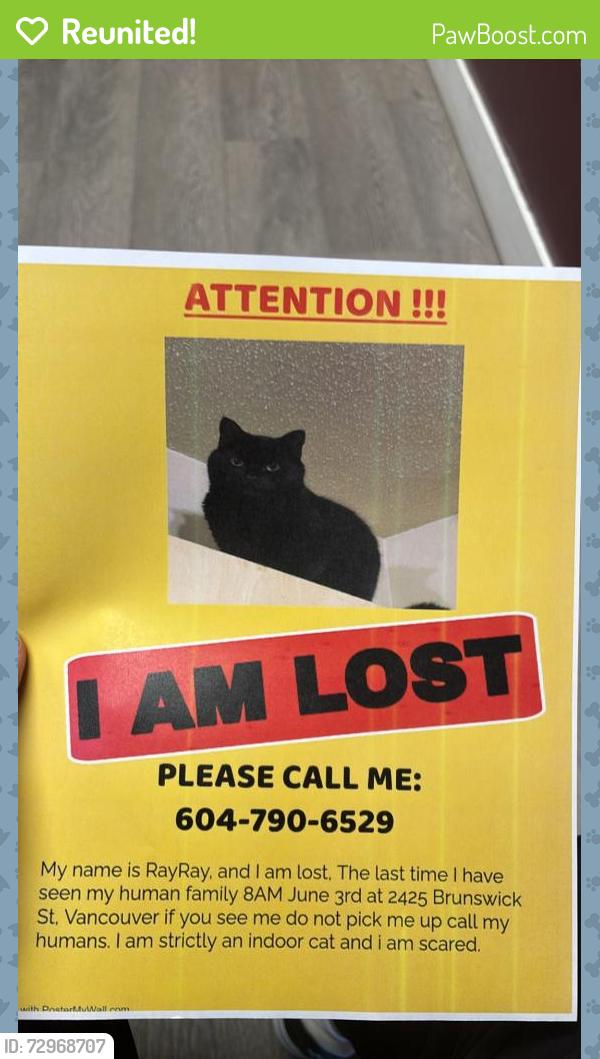 Reunited Male Cat last seen Dude Chilling Park, Vancouver, BC V5T 3M1