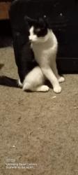 Lost Male Cat last seen Apache Trail & Phelps Dr, Apache Junction, AZ 85119