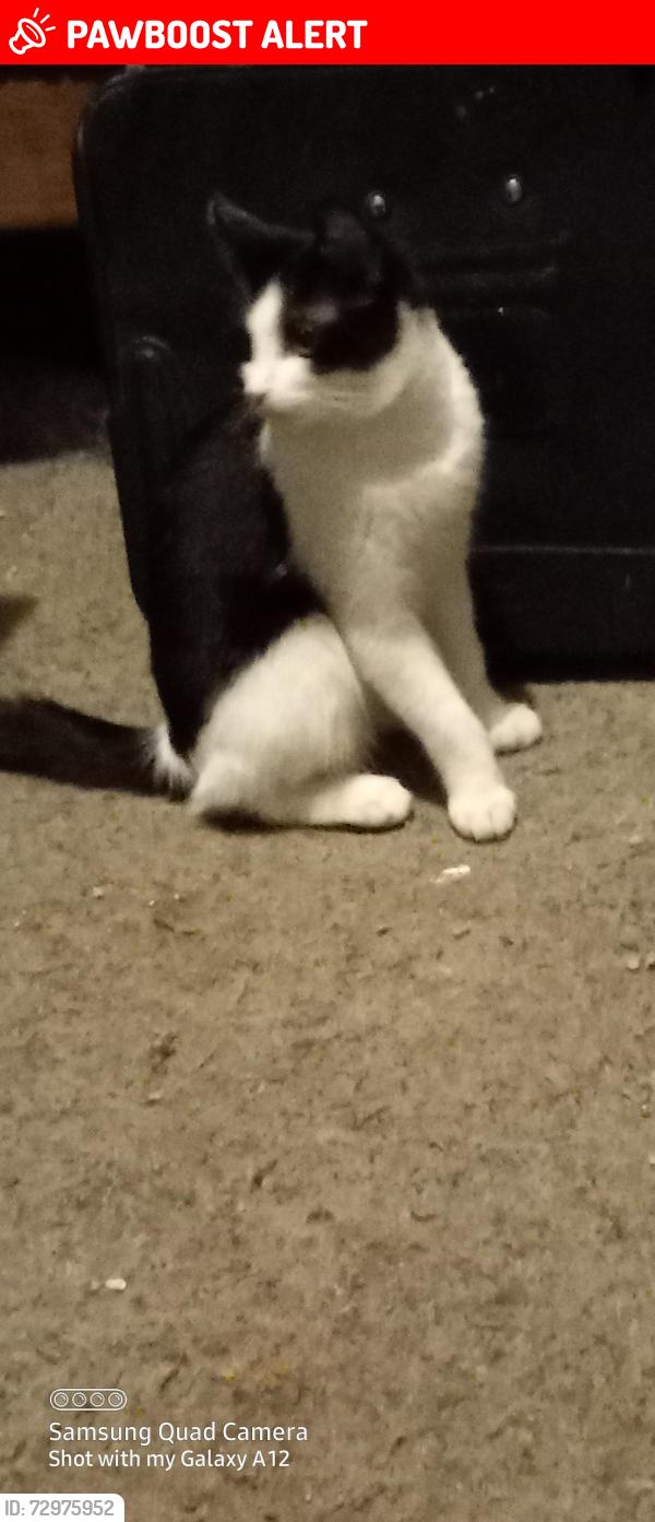 Lost Male Cat last seen Apache Trail & Phelps Dr, Apache Junction, AZ 85119