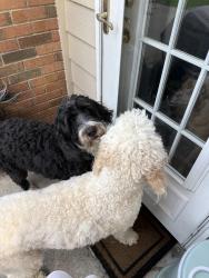 Reunited Unknown Dog last seen Freshwell Rd, Charlotte, NC 28273