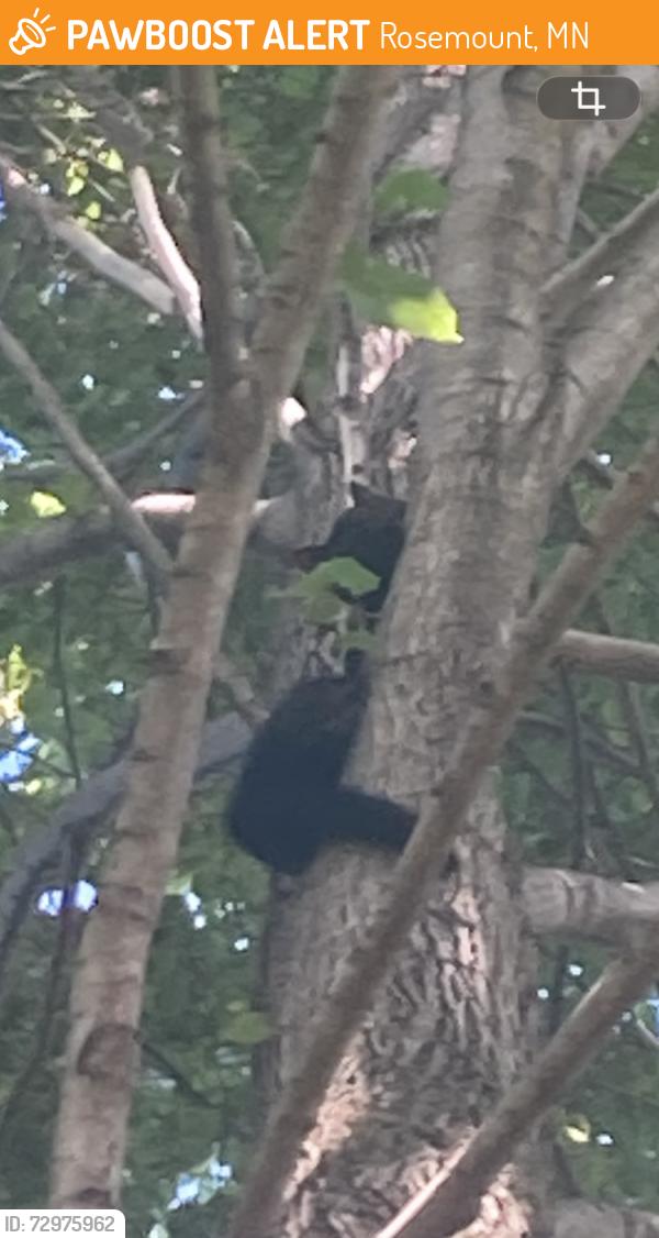 Found/Stray Female Cat last seen High in tree in Erickson Park (Rosemount, Brazil Ave) near softball fieldss, Rosemount, MN 55068