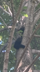 Found/Stray Female Cat last seen High in tree in Erickson Park (Rosemount, Brazil Ave) near softball fieldss, Rosemount, MN 55068